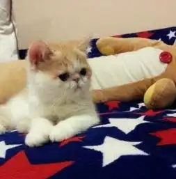 黄.色可爱加菲猫转让,自养三个月大,大脸萌系,疫苗都打过了