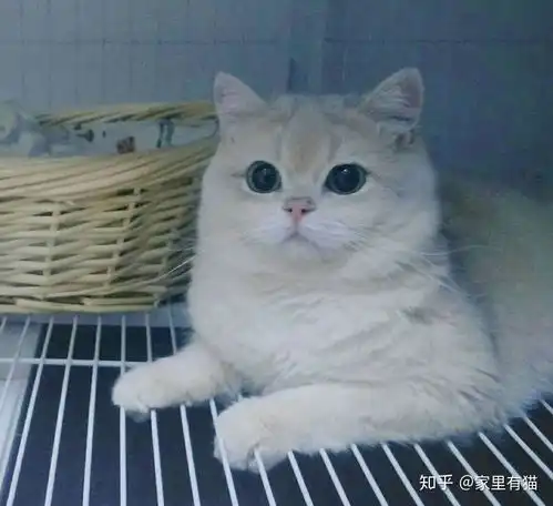 金渐层跟银渐层哪个好养