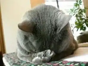 养成系猫咪视频睡姿