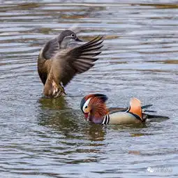 小镇的两只网红鸳鸯