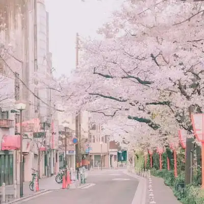 樱花图片唯美高清系列最美的樱花图片大全