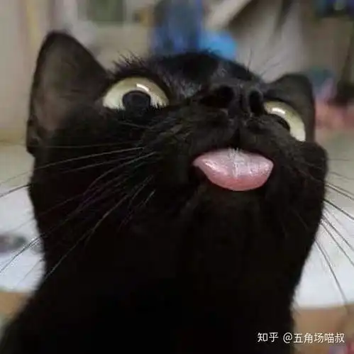 欧美系头像女抱猫黑猫