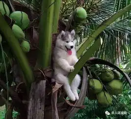 敢养哈士奇的人,上辈子都是折翼的天使