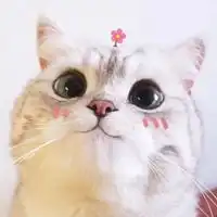 头像小猫咪可爱图片卡通小猫咪可爱头像带字