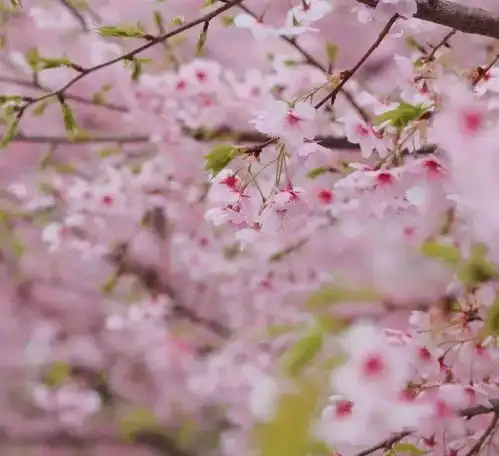 樱花系列头像樱花节