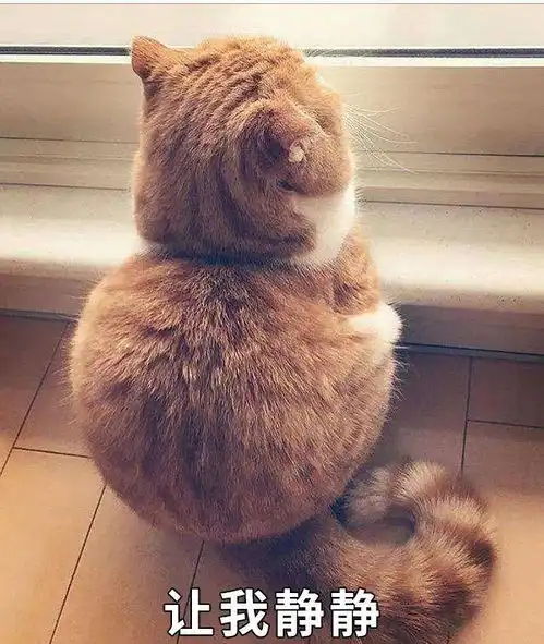 猫咪受委屈的3种表现,铲屎官们赶紧拿小鱼干哄哄吧