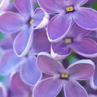 微信头像紫色花朵图片微信头像图片大全