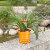 微信头像红运当头盆栽鸿运当头的植物头像