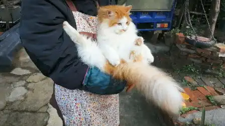 猫毛