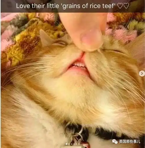 几个星期前我妈喂了一只野猫今天一开门...