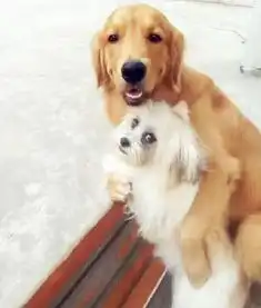 两只单身狗头像