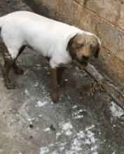 男子带狗去乡下玩耍,十分钟后意外发生,男子傻狗,别来追我