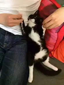 有一个非常喜欢猫的男女朋友是怎么样的一种体验