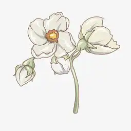 小清新白色唯美水彩花卉花朵图片素材其他格式下载动漫人物大全