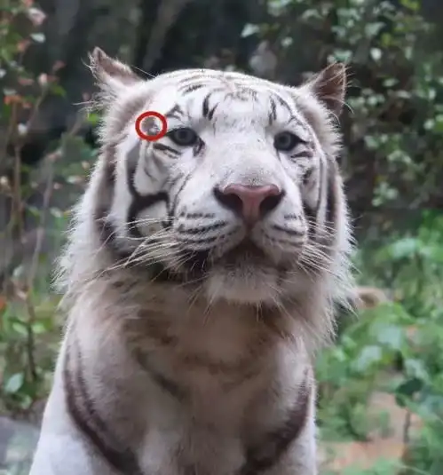 年味金陵去这些地方吸虎气,新的一年定要虎虎生威