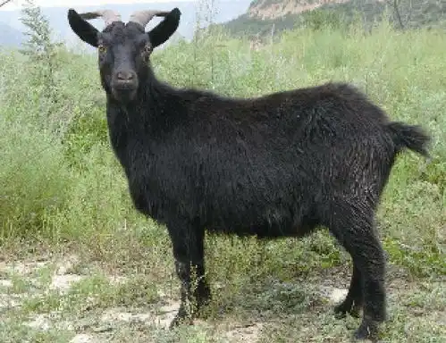 庆阳黑山羊