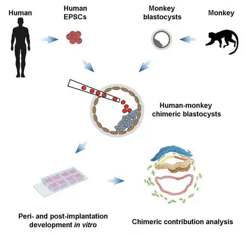 cell重磅中美科学家人猴杂交胚胎最新突破,存活将近20天