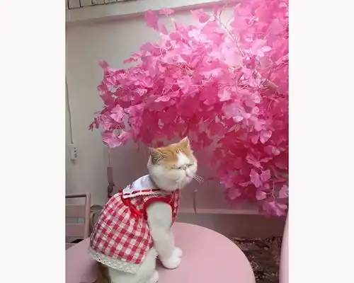 夏日粉色预警自带ins风的粉色网红店,分分钟攻陷你的少女心