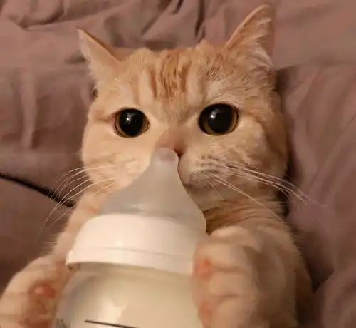 回忆与学校小猫相处的日子3