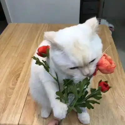 ins甜系仙女背景图拍摄