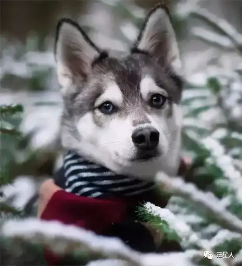 网友晒出柴犬和哈士奇的混血狗子,这长相真是一言难尽了,笑喷