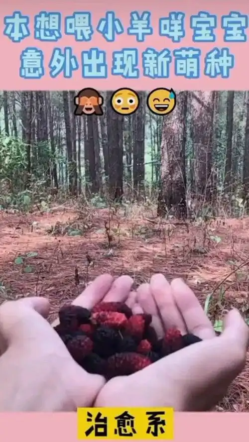 被两只宝宝萌化了太治愈了动物成精善待动物奇妙的动物治愈系万物皆有灵性意不意外大自然