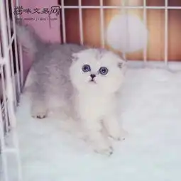 银渐层猫多少钱一只如何选择准银渐层纯种猫