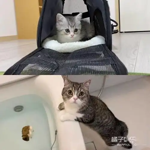 最可爱养成系小猫麻薯丸是如何成为顶流的还打破了世界纪录