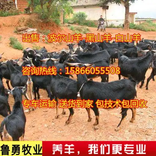 市场价格杂交黑山羊脱温黑山羊黑山羊肉羊养殖