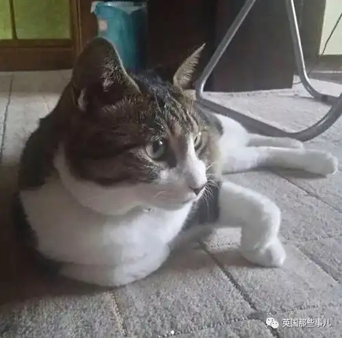 ins上有个专门画猫的灵魂画手,这丑萌的画风,感觉他会被喵星人打死