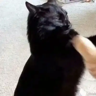 微信情侣头像猫咪可爱