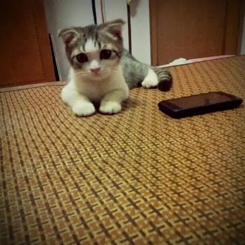 求问乃们都怎么喂猫的啊附送自家萌猫照