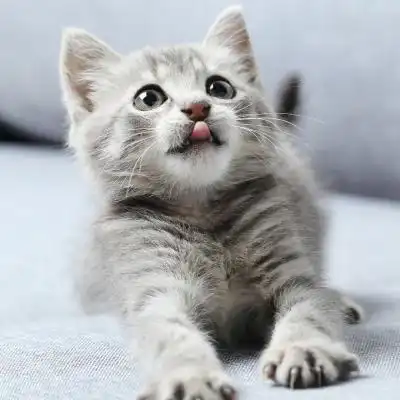 可爱的小猫咪头像女