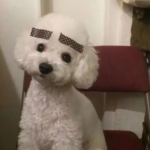 萌系头像和一个心爱的人,养一条狗养一只猫