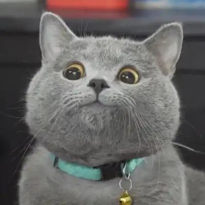 苏瓷可爱宠物头像猫咪可爱卡微信头像我要个性网