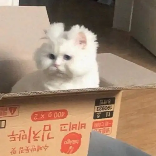 超级无敌可爱的动物头像