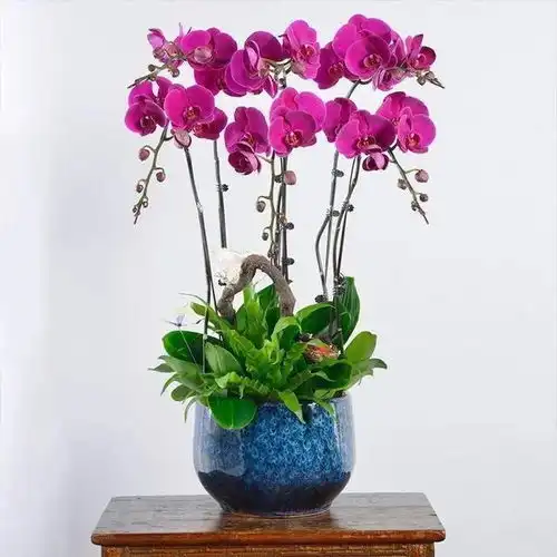 分享图片,各种颜色各种姿态的蝴蝶兰,太美太漂亮了