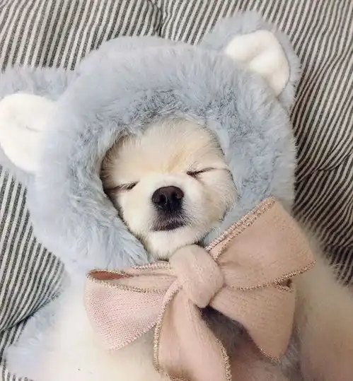 头像粉色针织帽狗