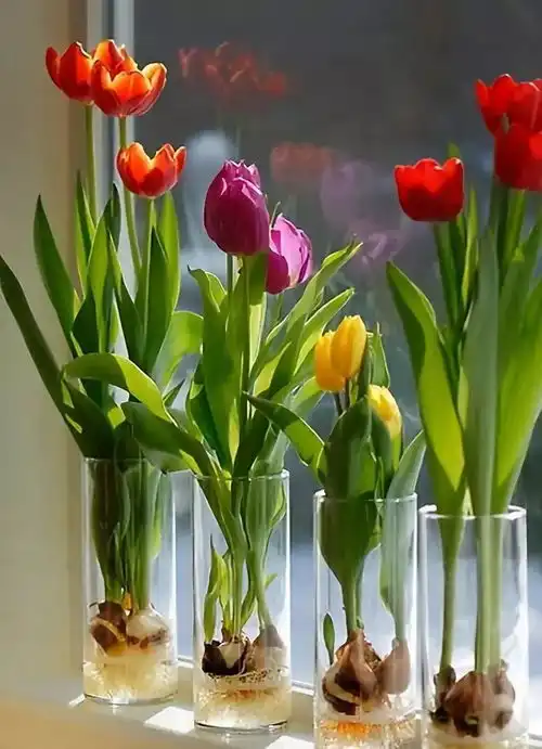 春节喜庆花卉集锦