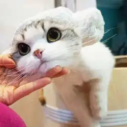 爆笑段子郭靖黄蓉郭芙柯镇恶坐在一起吃饭老妈