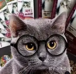 不用五分钟,就能知道你是犬系留学生还是猫系留学生