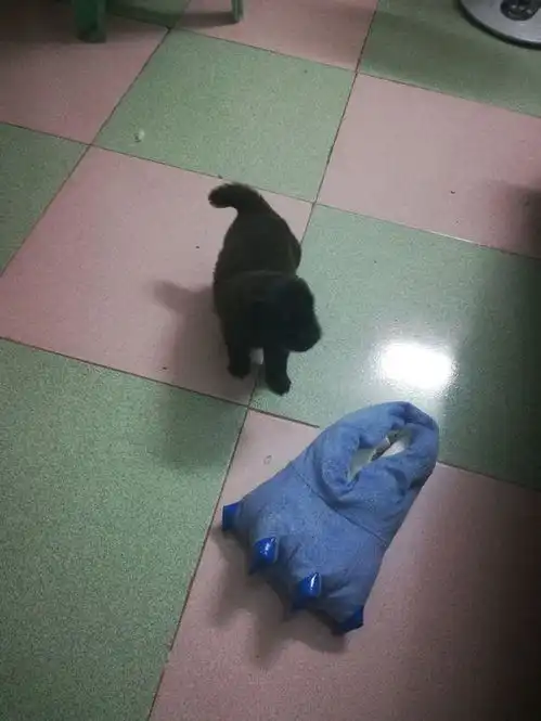 女孩在公交站捡到只小奶狗,闺蜜听说后捡流浪狗不怕被大家笑话