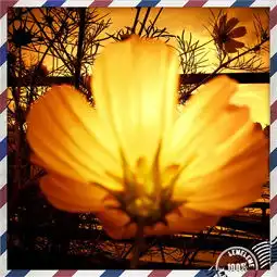 远去的阳光自由还有那个迷失的我