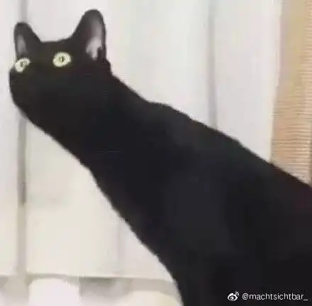 猫是液体歪歪歪