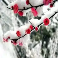 傲雪寒梅高清头像图片