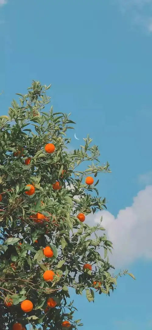 壁纸绿色系快来养眼