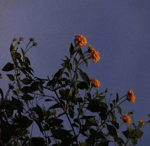 治愈系ins背景图