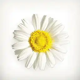 白色菊花复活节鸡蛋图片海报免费下载格式cdr大小994x731像素图片编号19557519千图网