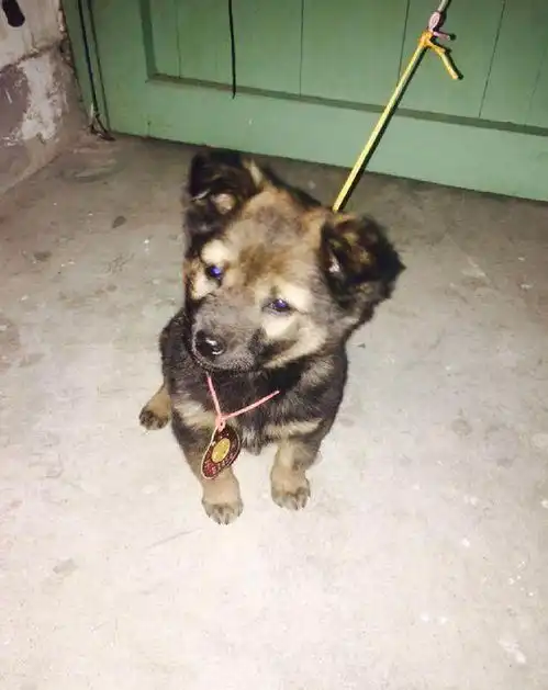 朋友帮忙找的看门狗,刚看到狗子第一眼,男子都怀疑朋友是不是傻