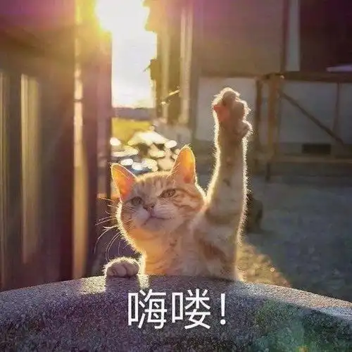 沙雕表情大哥莫得感情